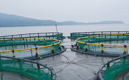 Aquacultural Nets